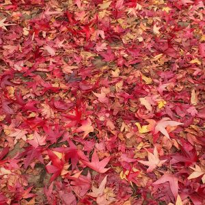 A thick layer of fallen autumn leaves in various shades of red, with hints of orange, and yellow completely covers the ground, creating a colorful carpet.