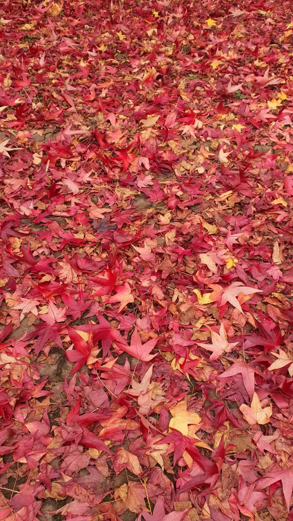 A thick layer of fallen autumn leaves in various shades of red, with hints of orange, and yellow completely covers the ground, creating a colorful carpet.